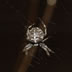 Garden Spider